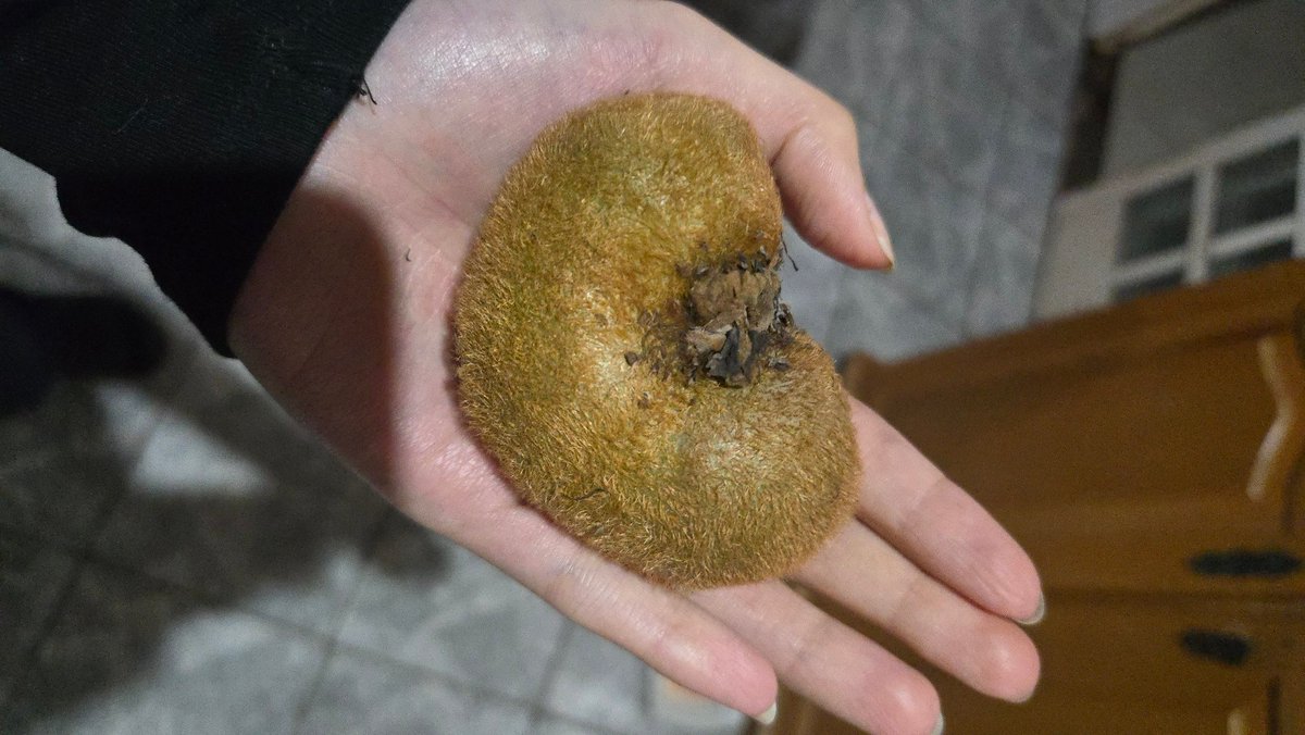 mellislys's tweet photo. que kiwi engraçado amigos #sobremesatwt #frutatwt #kiwitwt https://t.co/ZRck3bxr2l