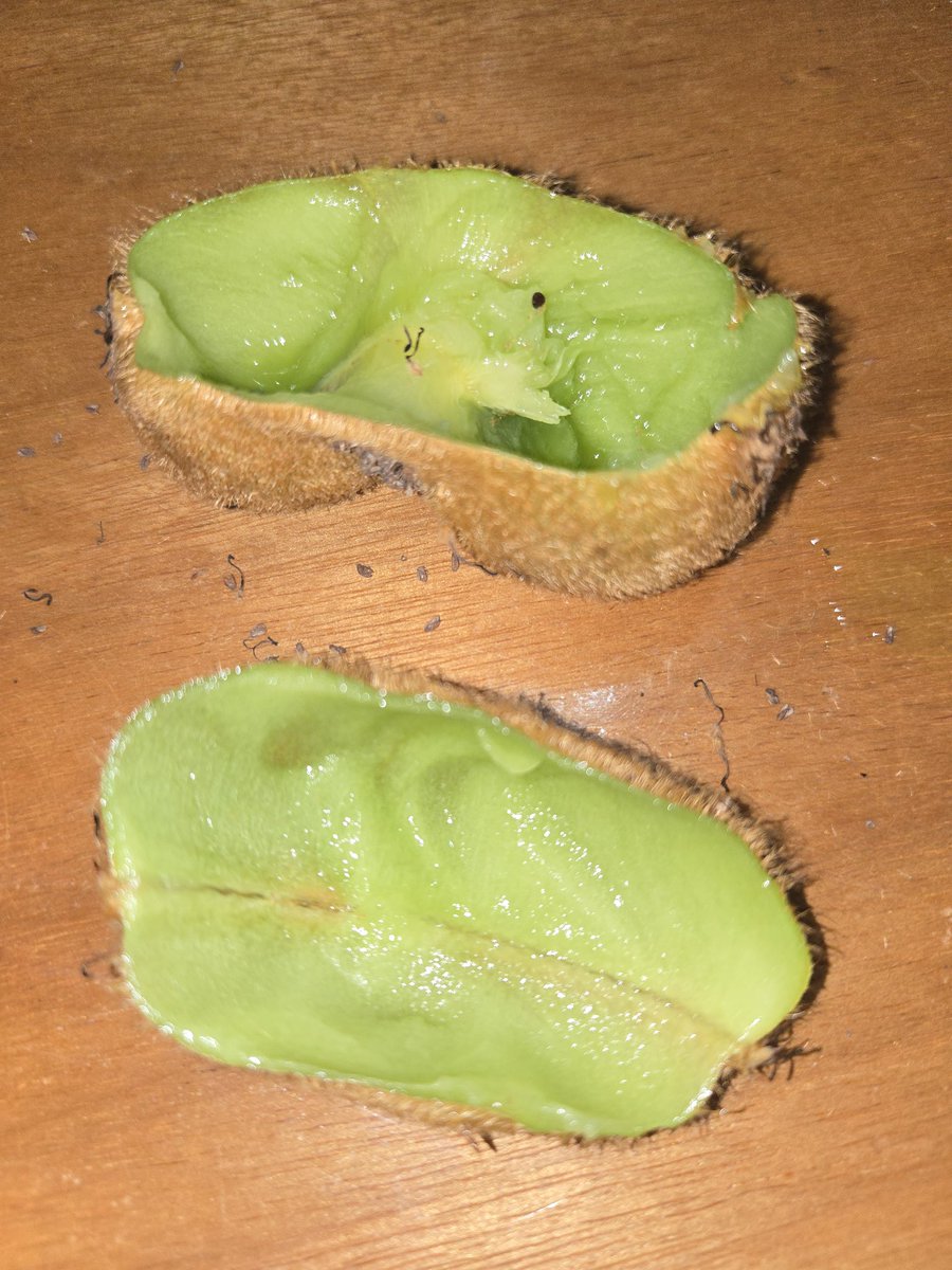 mellislys's tweet photo. que kiwi engraçado amigos #sobremesatwt #frutatwt #kiwitwt https://t.co/ZRck3bxr2l