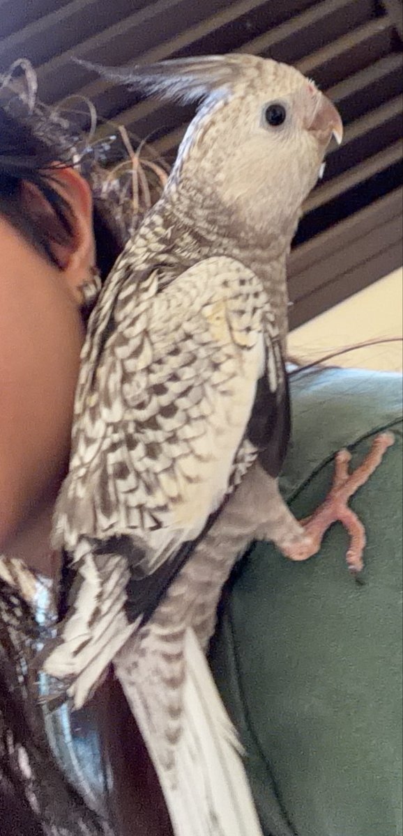 wtft__dora's tweet photo. ficaram iguaizinhos. isso nao existe cara 🥹❤️

(a Acerola manchada de beijo é a melhor) https://t.co/dobebiAAn0
