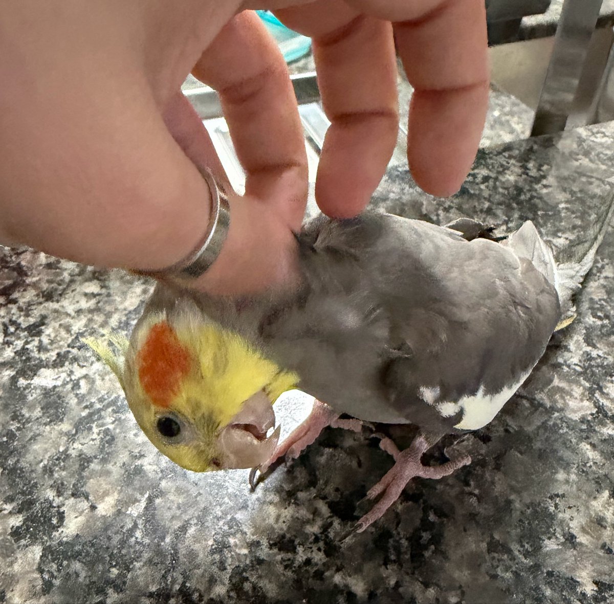 wtft__dora's tweet photo. ficaram iguaizinhos. isso nao existe cara 🥹❤️

(a Acerola manchada de beijo é a melhor) https://t.co/dobebiAAn0
