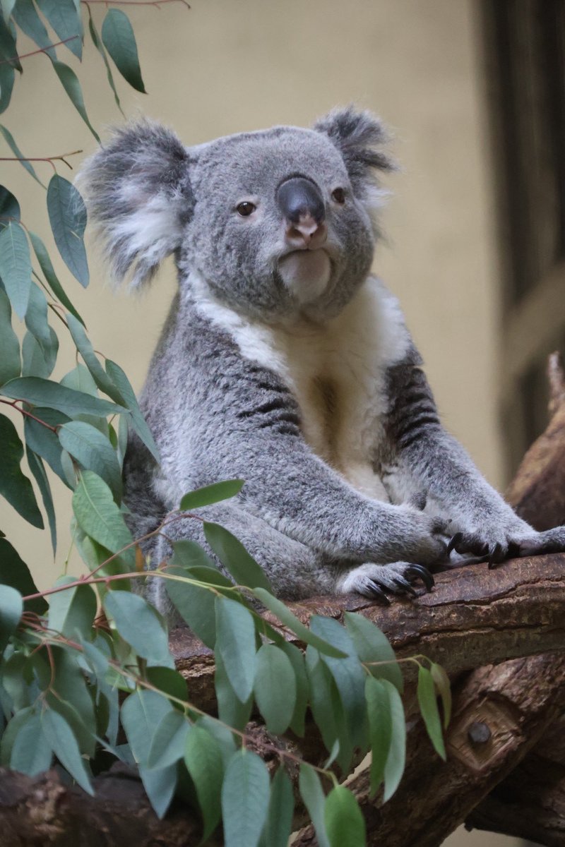 きんようび🐨✨ 260707📷 #多摩動物公園 #コアラ #きんとき