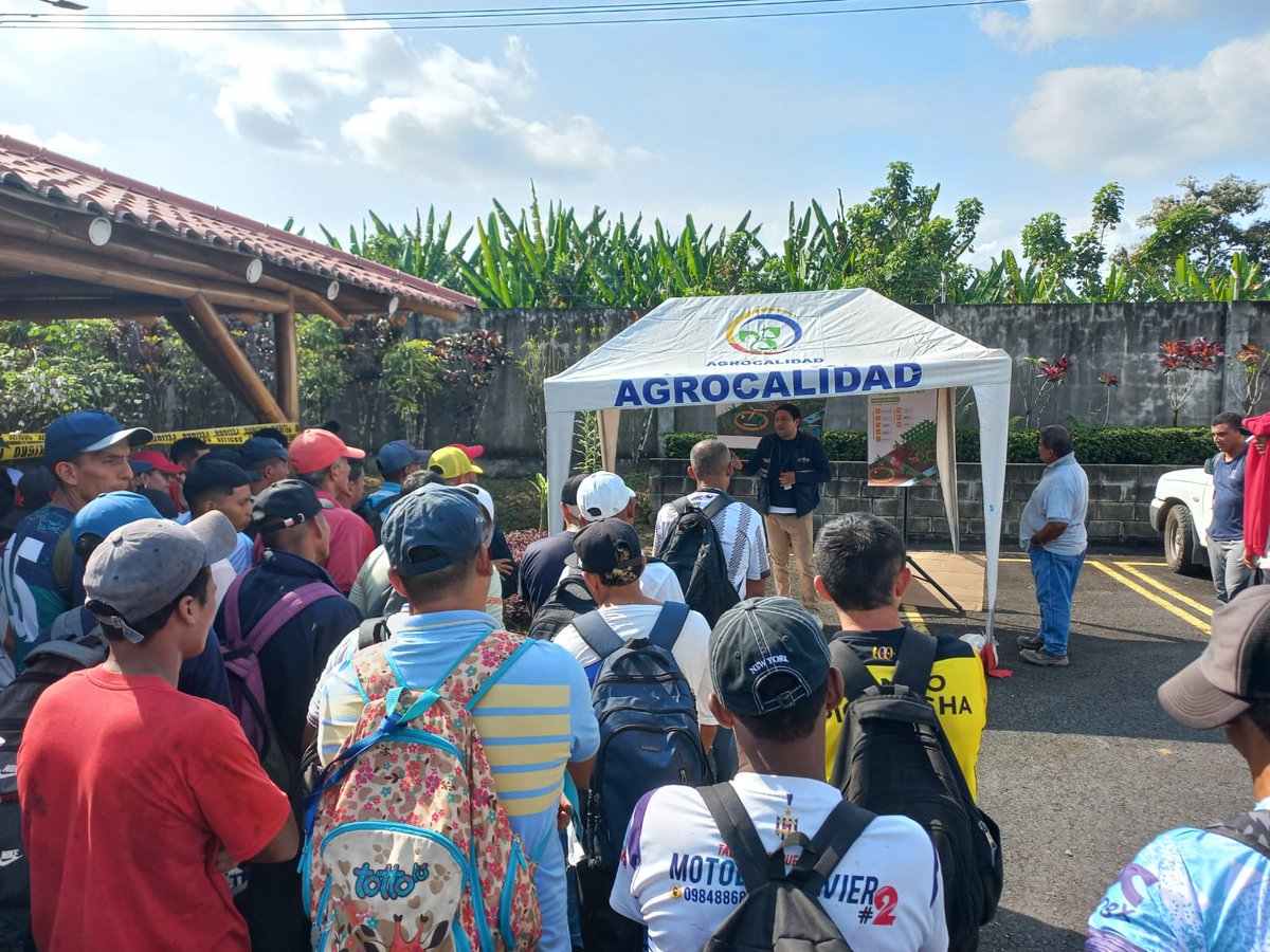 AgrocalidadZ4's tweet photo. #SantoDomingo | Capacitamos a colaboradores de Tecnoban 🍌🌱 sobre medidas de bioseguridad e identificación de síntomas de moko y Foc R4T; fortaleciendo la detección oportuna y la sanidad de los cultivos de musáceas. 
#ProtegeTusCultivos https://t.co/1ntZ1I7lEk