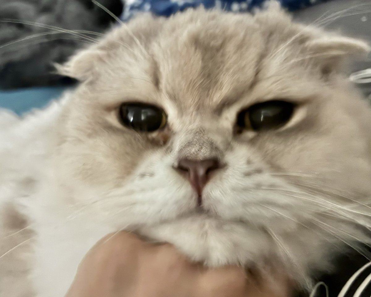 withnekosan's tweet photo. むんたんは、飼い主が一緒に居ると
とっても喜んでいて

飼い主も、むんたんが一緒に居ると
とっても喜んでいて

幸せの相乗効果しか生まれてない最高☺️🐈💗 https://t.co/jao1Pmf7cW