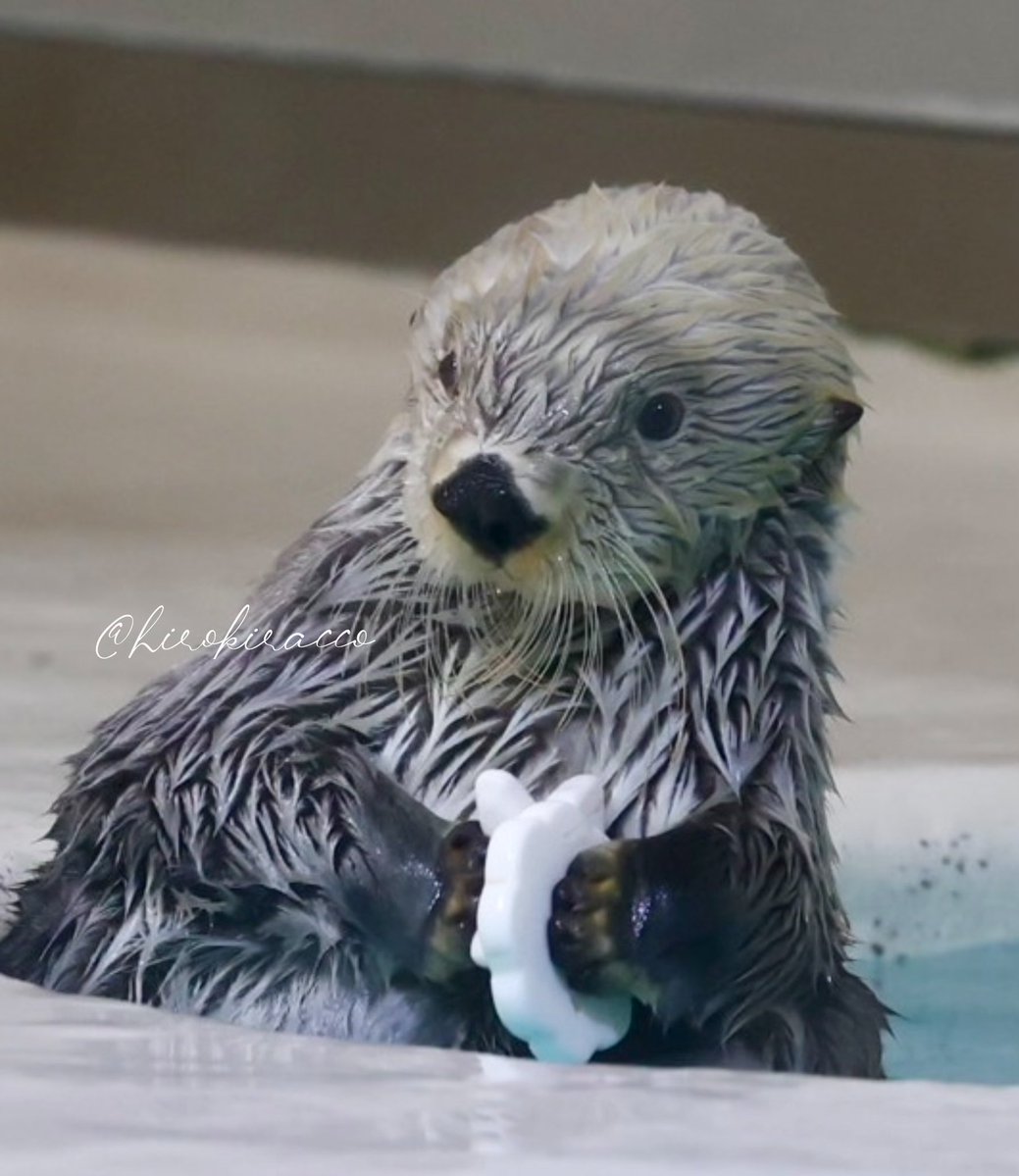きらきらキラちゃん💖 金曜日⭐️ #鳥羽水族館 #ラッコ #seaotter