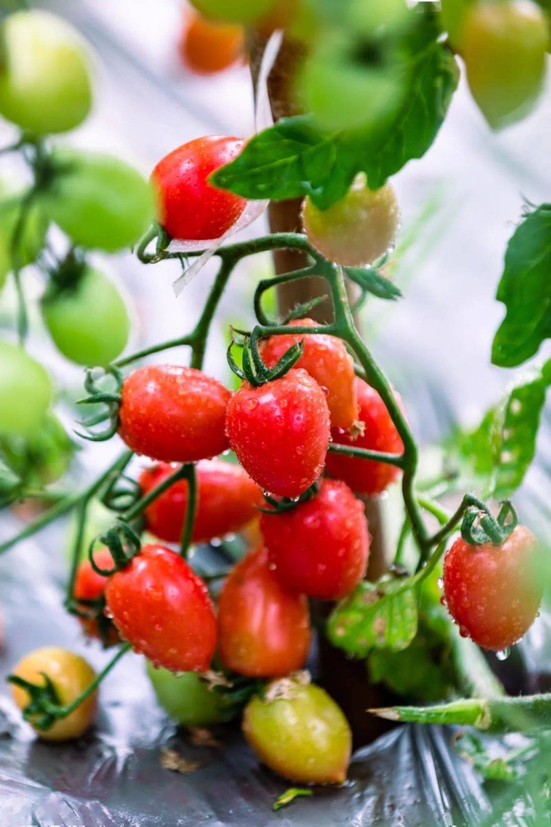 ha_ge_ha's tweet photo. [Just tried the new organic cherry tomatoes from the local farm—burst with sweet juice, zero weird aftertaste, perfect for salads! ] https://t.co/0rh0yF2Dkx