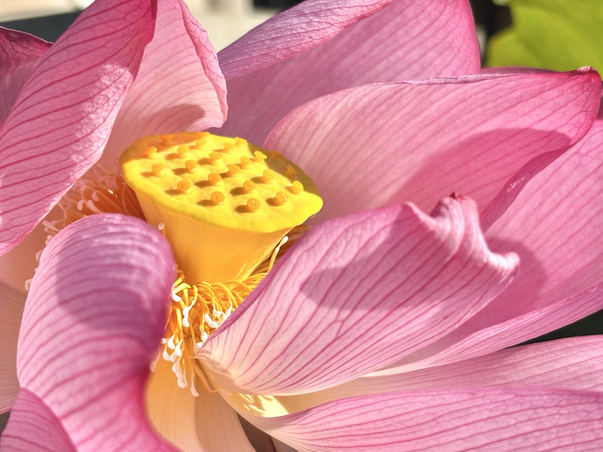 蓮華
