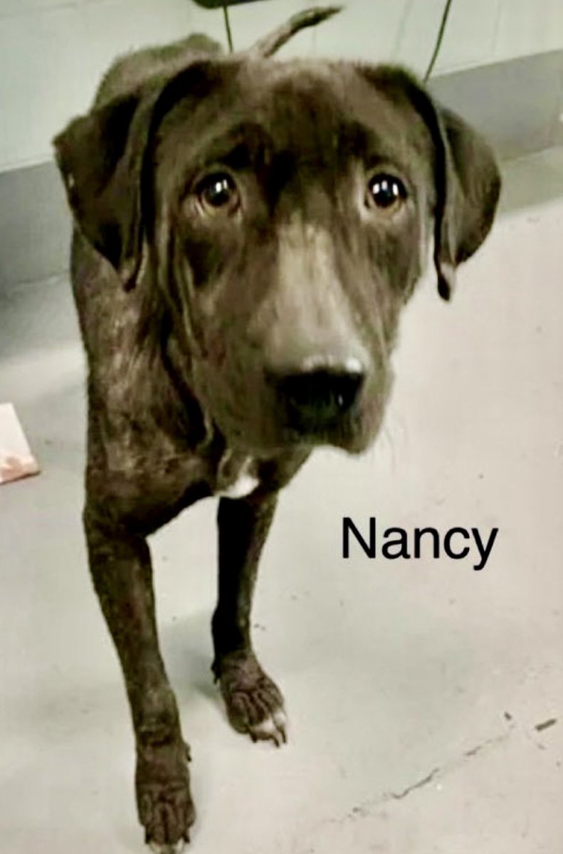 LeporidaeCheryl's tweet photo. BURSTING at the SEAMS with 💕, but nobody can see it! 

Someone, please give this sweetheart a CHANCE!

Poor,  little, 1️⃣ yo NANCY!!
#A386608. She's been hit with a
🔥TRIPLE WHAMMY🔥‼️

1️⃣st, she's a Black Lab. They're ALWAYS overlooked because there are SO many of them at #CorpusChristiACS. 

2️⃣nd, she doesn't look her best because she's lived a life of TOTAL deprivation, CRUELTY, & Hardship, & Abandonment. 

3️⃣rd, she just wants to SHRINK into the floor because she's been taught to HATE herself, which is truly TRAGIC! 
😭😭😭😭😭😭😭😭😭😭

This sweet little Tyke only has her BEAUTIFUL  ♥️  & her LOVING, devoted spirit to lay at your feet‼️

Alopecia, inflamed skin, abscessed hock on rear leg. 

Can Baby Nancy still be saved??? 
Please Pledge so her nightmares can end.