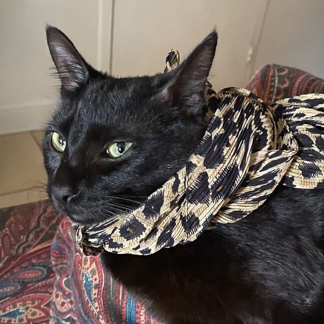 sylwenon's tweet photo. 🐆🖤 https://t.co/IGGfqpkxS8
