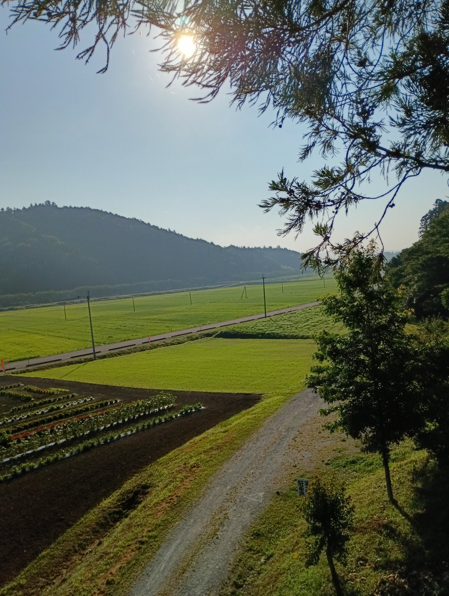 date_tedukuri's tweet photo. 2026年、西根田んぼアートは、42日目。

雲ひとつ無い、快晴。☀

今日は一段と暑くなりそうです。
アートは益々彩度アップ🆙
今の時期だと、稲の高さが同じなので,鮮やかに見えます。 https://t.co/vYvzAPzAw3