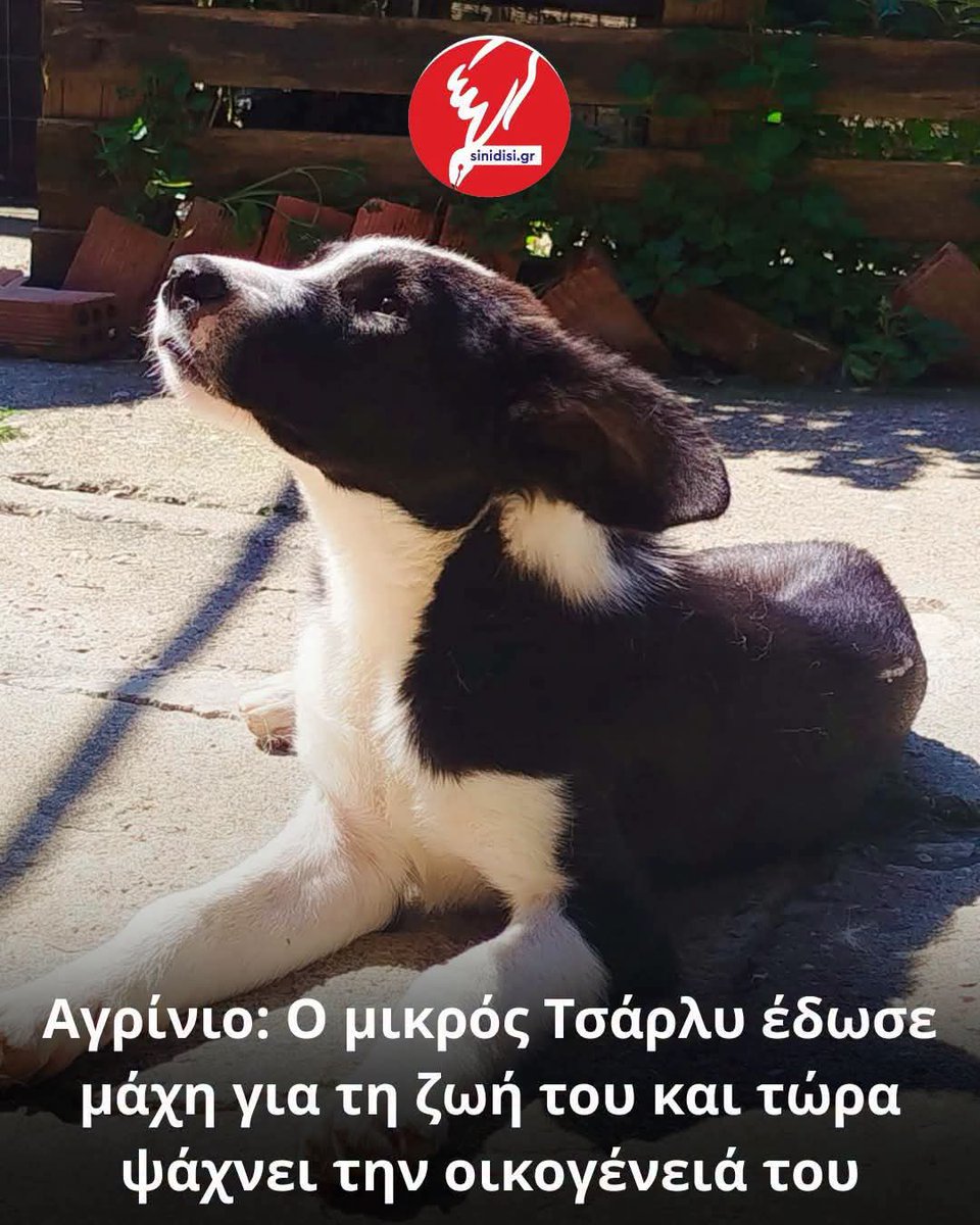 Christinalirou2's tweet photo. ‼️🆘‼️🆘‼️🆘‼️
Αγρίνιο
Τον λένε Τσάρλι κ είναι στο Αγρίνιο. Βρέθηκε χτυπημένος στο κεφαλάκι του κ ήταν σε κώμα 10 μέρες κ νοσηλεύτηκε 3 μήνες. Οι εθελοντές κάνουν έκκληση για Υιοθεσια. Κοινοποιούμε παιδιά μήπως βρεθεί οικογένεια που θα το αγκαλιάσει. 🏡🐕✌️ https://t.co/YtrtTLWAq4