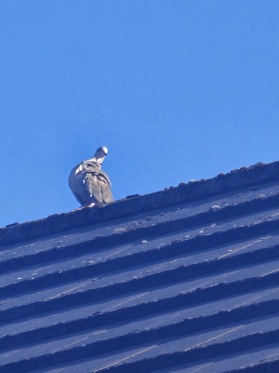 jo_davies10's tweet photo. It may not look like it, but first pic is a baby wood pigeon π» and second is a naughty #JeanPierre who's had his cover blown πΉπΉπΉ Both taken at the same time - baby wood pigeon is fine πΉπΉπΉ
#JeanPierre #Houdini #adoptdontshop #teammeezer #CatsOfTwitter #CatsAreFamily https://t.co/r5J9eW4WmQ