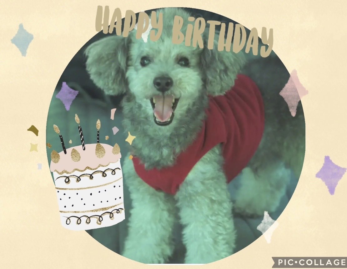 r1HfpLnQ5aMaiEO's tweet photo. グリｨさん💕
10歳のお誕生日おめでとうございます。
🎂🎁ず〜と元気でいてね😊
楽しい幸せな一年になりますように♪
#グリィちゃんねる
#油木田一清さん https://t.co/9wdggZnKPA
