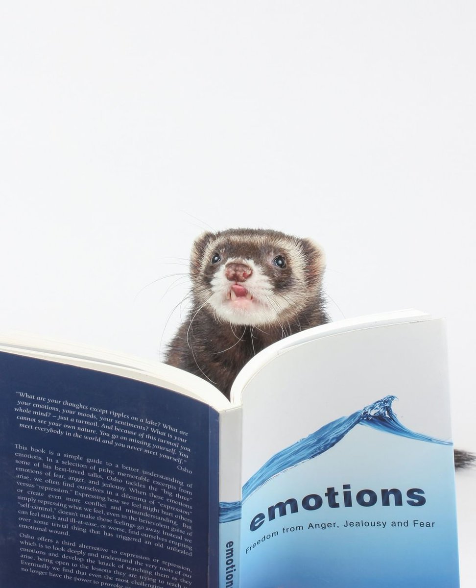 FerretPerHour's tweet photo. https://t.co/1FfpiqUd7t