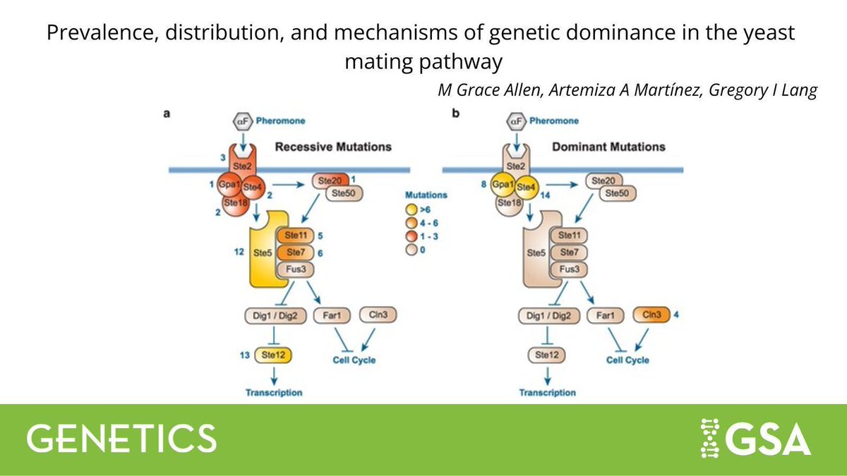 Genetics Society of America (@GeneticsGSA) / Posts / X