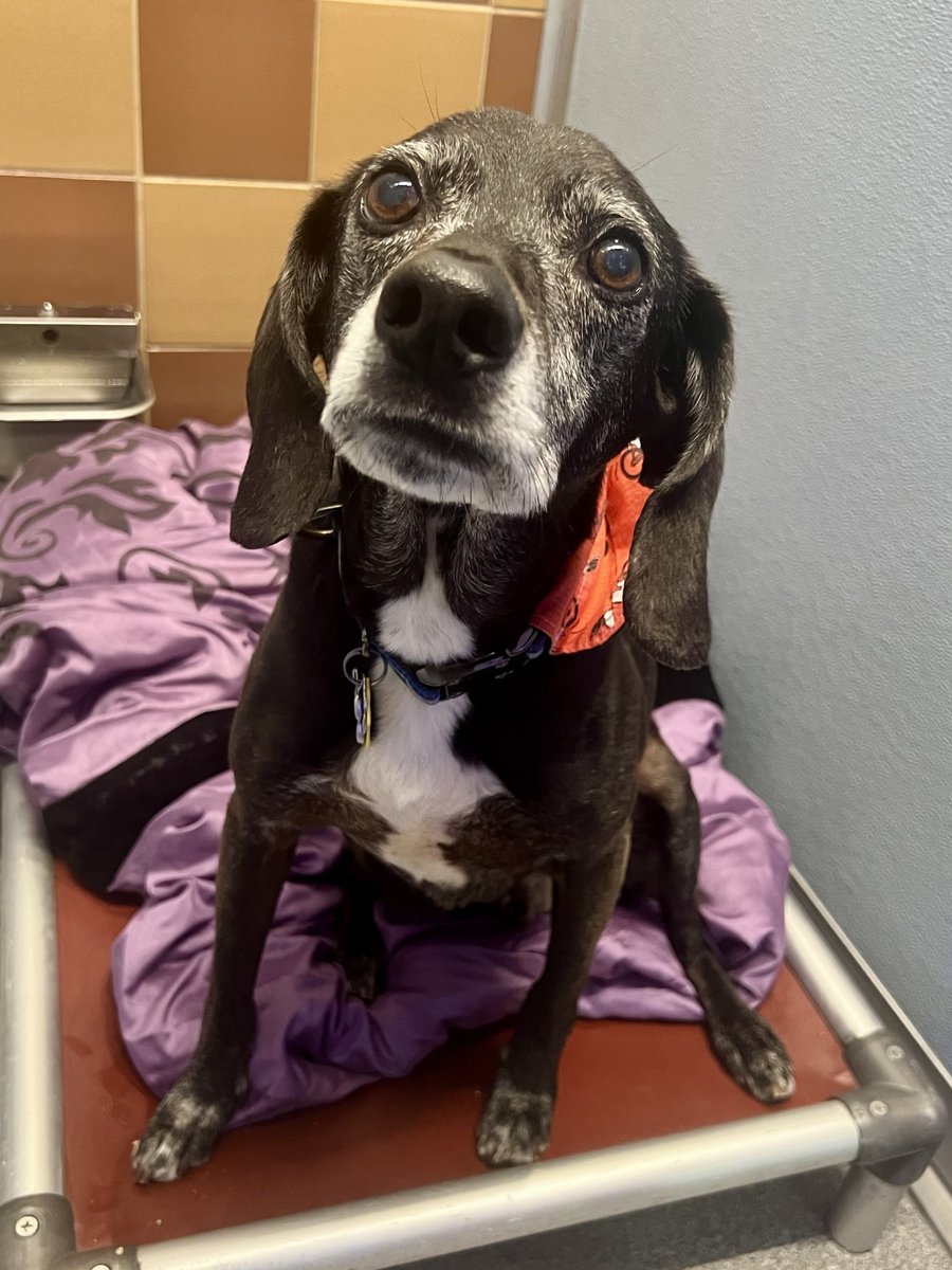 AnimalLeague's tweet photo. 💔 Eleven years. One family. And now… a shelter kennel.

After spending nearly his entire life in a home, 11-year-old Beau has found himself back at our Adoption Center through no fault of his own. When his family moved and couldn't take him with them, everything he had ever known disappeared. 🥺

Now, instead of a quiet couch and familiar faces, Beau is spending his golden years surrounded by barking dogs, unfamiliar people, and the constant noise of shelter life. It's heartbreaking... because this is not where a senior dog should have to start over.

Beau is a sweet, silver-faced Labrador mix who deserves so much more than a kennel. He's housebroken, knows his basic cues, and never says no to a tasty treat. He's looking for an adults-only home where he can be your one and only pet - a place where he can finally exhale, settle in, and simply be loved for exactly who he is. After 11 years, we don't think it's fair to ask Beau to become someone he's not. He deserves a family that will meet him where he is, appreciate his gentle spirit, and give him the peaceful retirement he's earned.

He's lost the only home he's ever known.

Please don't let him lose hope, too.

If you can give this deserving senior the soft bed, quiet home, and unconditional love he's been missing, Beau will be waiting...❤️🏡

#GetYourRescueOn #SeniorDogsRock #SilverFaces