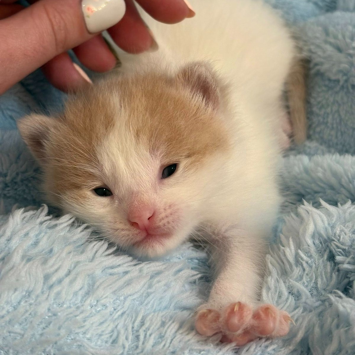 NEHumaneSociety's tweet photo. Think you can take care of a timid dog, a pet recovering from medical care, a litter of kittens or other common types of animals? We'd LOVE for you to become a foster home!

Learn more about fostering here: https://t.co/wczathkd8Y https://t.co/CyAEDH1Bxy