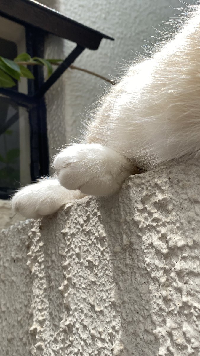 yuriqo_o's tweet photo. Las patitas de alguien que jamás ha salido a trabajar https://t.co/6o2DgToQNv