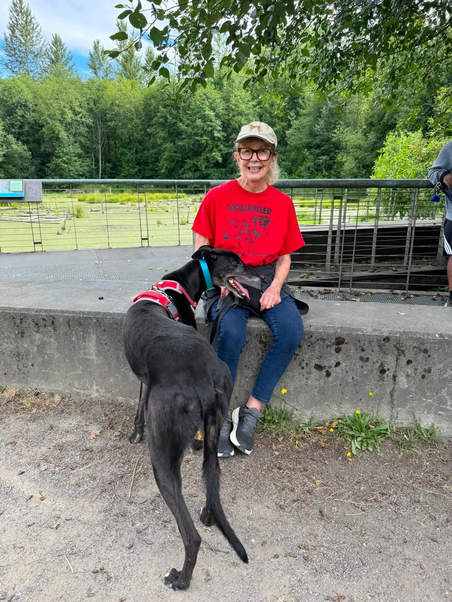 GPIGreyhounds's tweet photo. GPI Thursday Available Dog Report ~
Brightwater walk with JONATHAN, BEN, ANNIE, IGOR, TINA and JIMMY. Tippa joined along.   Bev remained at the kennel spending time with PANDORA, and ARCHIE. After the walk, Pearl and Patrick took ARCHIE and BUNTY for a walkabout in the park.  /1 https://t.co/eBj1DldcxL