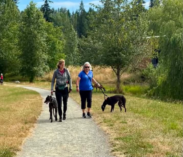 GPIGreyhounds's tweet photo. GPI Thursday Available Dog Report ~
Brightwater walk with JONATHAN, BEN, ANNIE, IGOR, TINA and JIMMY. Tippa joined along.   Bev remained at the kennel spending time with PANDORA, and ARCHIE. After the walk, Pearl and Patrick took ARCHIE and BUNTY for a walkabout in the park.  /1 https://t.co/eBj1DldcxL