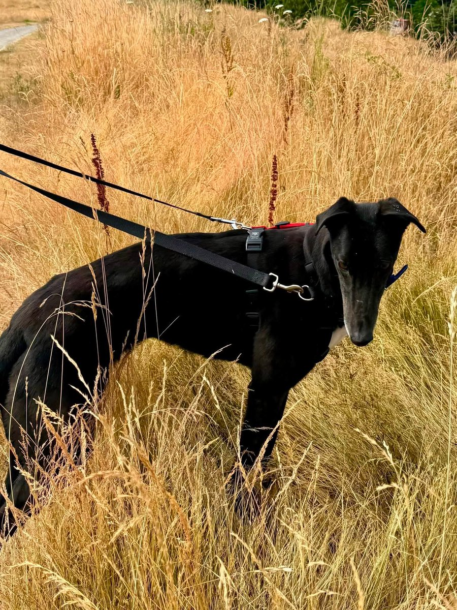 GPIGreyhounds's tweet photo. GPI Thursday Available Dog Report ~
Brightwater walk with JONATHAN, BEN, ANNIE, IGOR, TINA and JIMMY. Tippa joined along.   Bev remained at the kennel spending time with PANDORA, and ARCHIE. After the walk, Pearl and Patrick took ARCHIE and BUNTY for a walkabout in the park.  /1 https://t.co/eBj1DldcxL