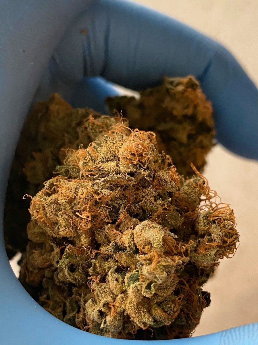 FineherbeFrance's tweet photo. Dispo en Livraison BONNE FRAPPE 
WEED LYON   WEED LILLE 
CONTACT TELEGRAM⬇️
☎️☎️https://t.co/tgkc1TnwMN
WhatsApp: +33757757957

#BEUH #TOULOUSE #NANTES #Paris https://t.co/11C8hHXFRJ