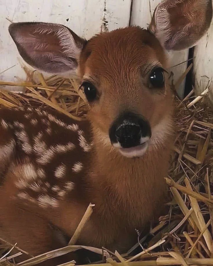 sqbr4inrot's tweet photo. Do u guys think Anne Hathaway knows she's literally this little guy https://t.co/ZBjXFMhmT4