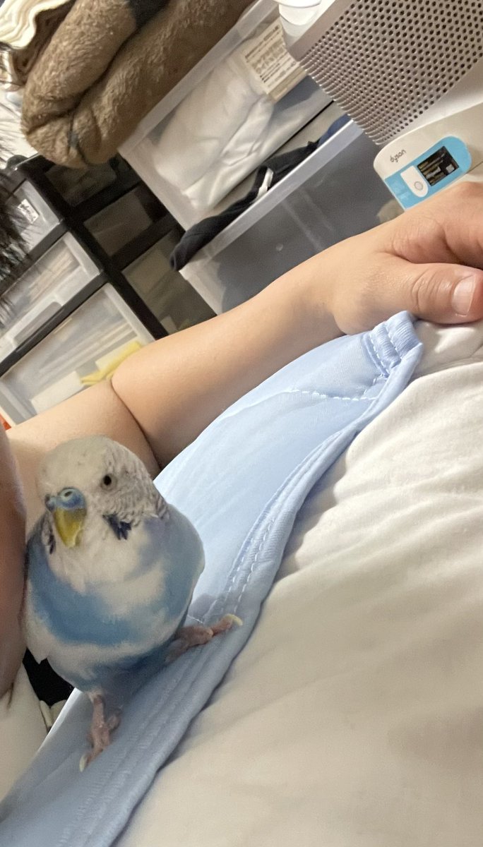 takahide_akimo's tweet photo. おはようございます☀🦜
#セキセイインコ https://t.co/2eo90OvD6g