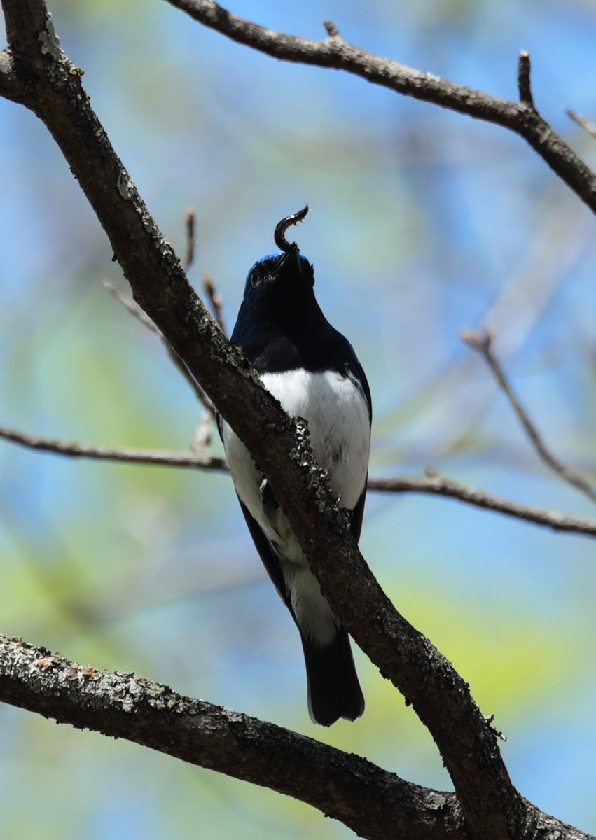 SKTiger54's tweet photo. #オオルリ  🐦大瑠璃🐦 https://t.co/gLhqgb3D8T