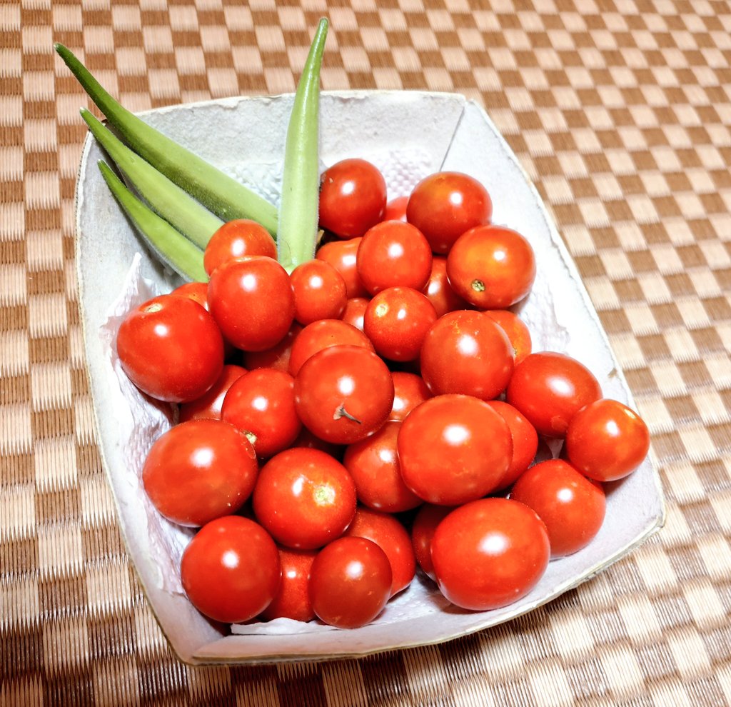 hatatyu33's tweet photo. おはようございます☀
今日は朝から会議の日🫠
頑張りましょう

ミニトマト収穫祭😆
収穫しておかないと傷んでくる
#てんちゃん https://t.co/PP6PeCoFg4
