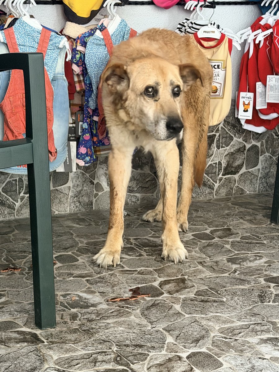 emellebellalola's tweet photo. Bu köpek 10+ yaşında sokakta kimseye zararı olmayan bir can. Dün gece alışkın olduğu bölgesinden alınıp barınağa, bugün de gönüllü 2 kadın tarafından barınaktan çıkarılıp korumaya alınmış. Tirtir titreyerek ve feci kokarak çıkmış barınaktan. Sokaklar daha güvenli mi oldu şimdi?? https://t.co/ZAn51q7KA5