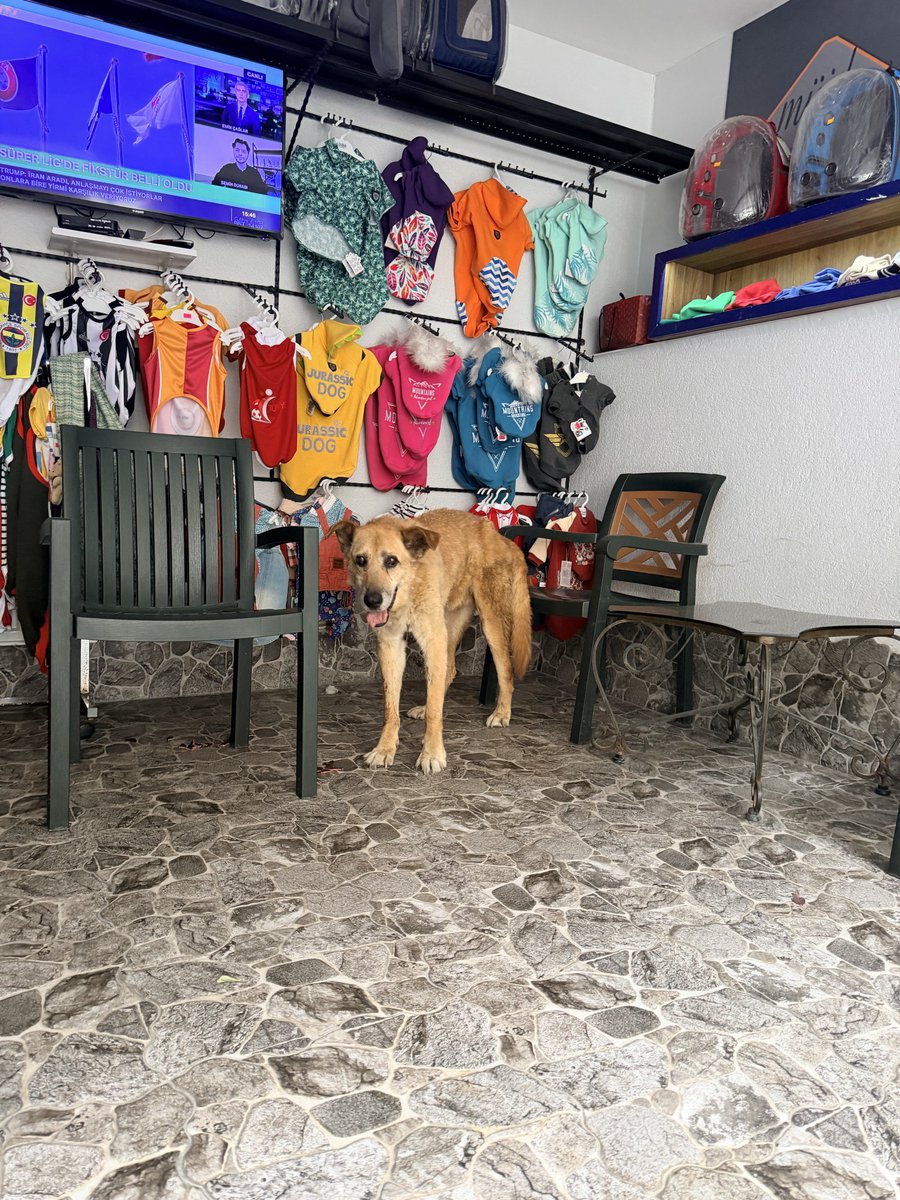 emellebellalola's tweet photo. Bu köpek 10+ yaşında sokakta kimseye zararı olmayan bir can. Dün gece alışkın olduğu bölgesinden alınıp barınağa, bugün de gönüllü 2 kadın tarafından barınaktan çıkarılıp korumaya alınmış. Tirtir titreyerek ve feci kokarak çıkmış barınaktan. Sokaklar daha güvenli mi oldu şimdi?? https://t.co/ZAn51q7KA5