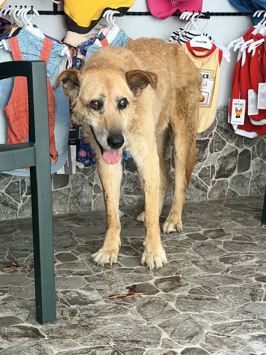 emellebellalola's tweet photo. Bu köpek 10+ yaşında sokakta kimseye zararı olmayan bir can. Dün gece alışkın olduğu bölgesinden alınıp barınağa, bugün de gönüllü 2 kadın tarafından barınaktan çıkarılıp korumaya alınmış. Tirtir titreyerek ve feci kokarak çıkmış barınaktan. Sokaklar daha güvenli mi oldu şimdi?? https://t.co/ZAn51q7KA5