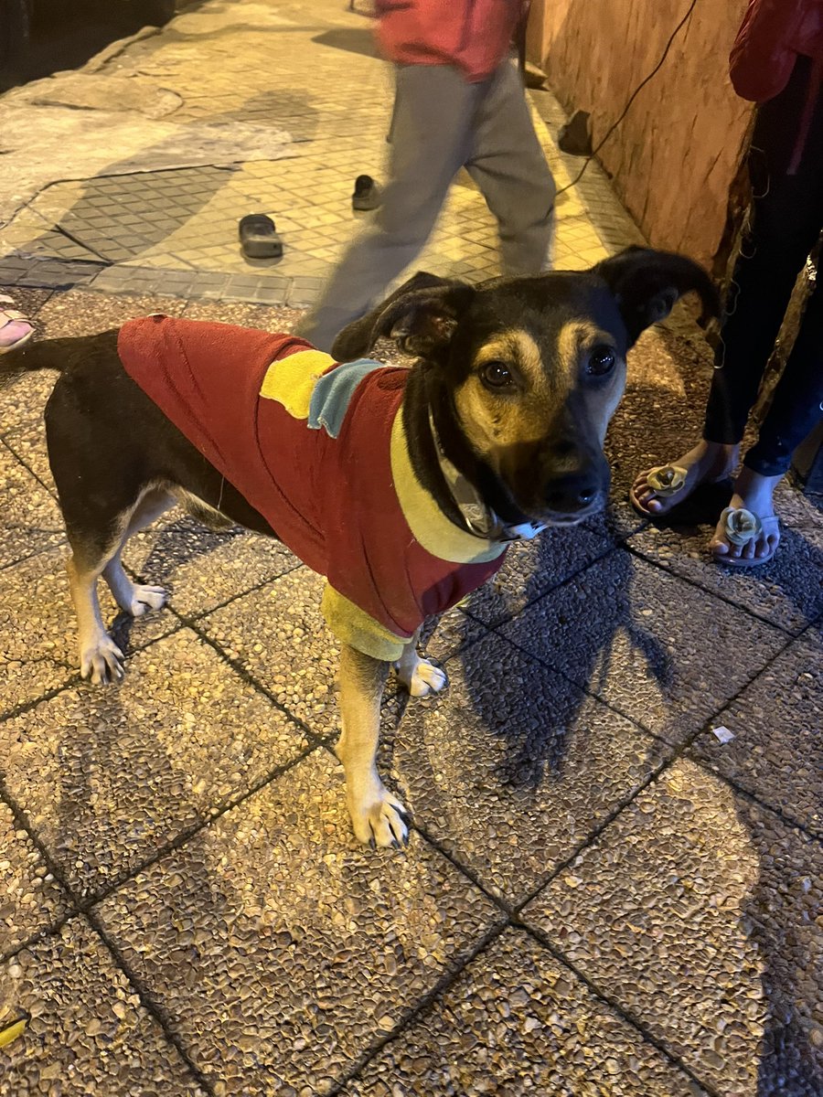 ForcadoKaren's tweet photo. Este perrito cachorro fue encontrado zona ex clínica Sajonia está bien cuidado y busca a su familia le encanta los niños +595 987 365302 https://t.co/cO4WofOkxh
