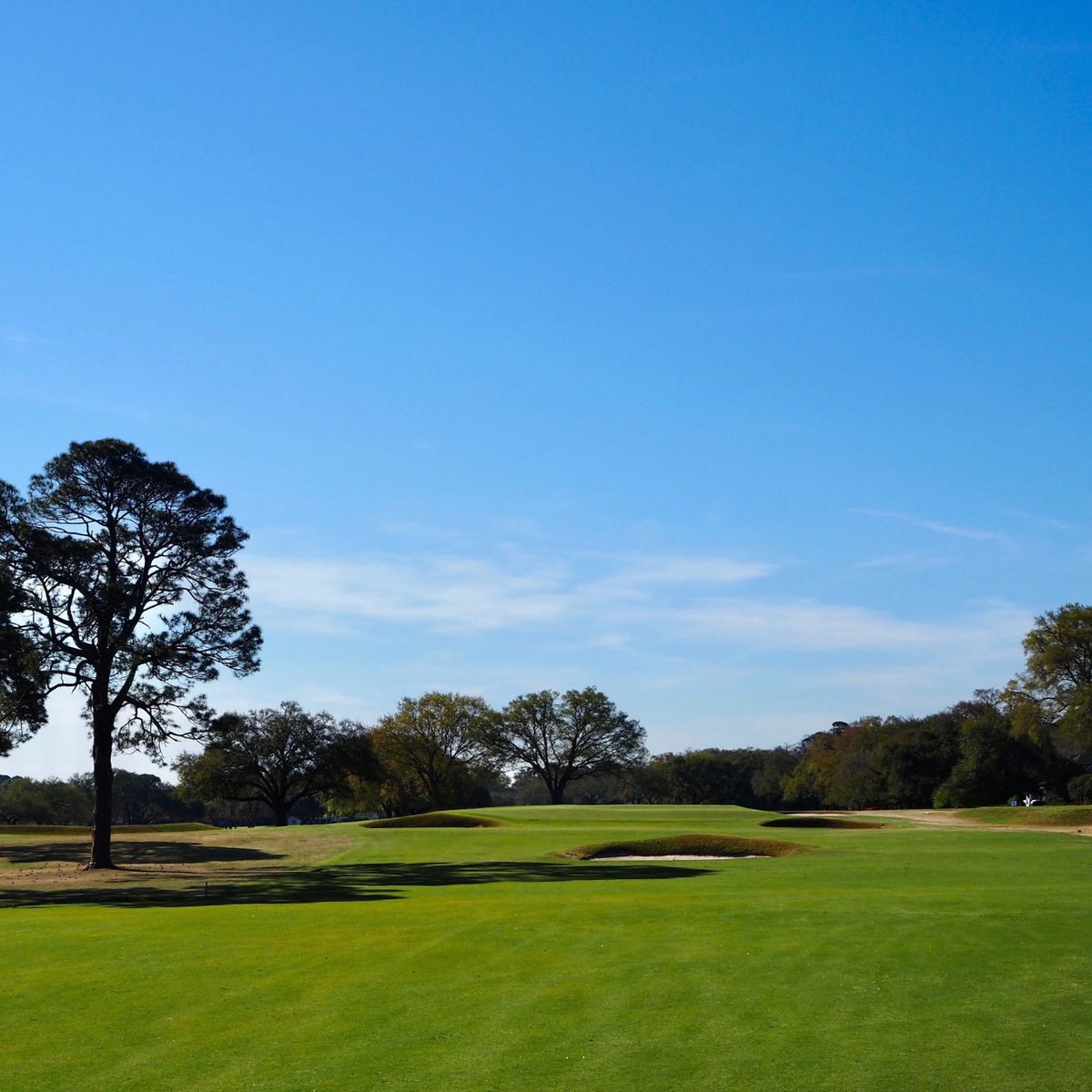 GolfedApp's tweet photo. Country Club of Charleston. 

Seth Raynor's Lowcountry masterpiece, home of the wild "Lion's Mouth" bunker. https://t.co/MEVWUqWsIh