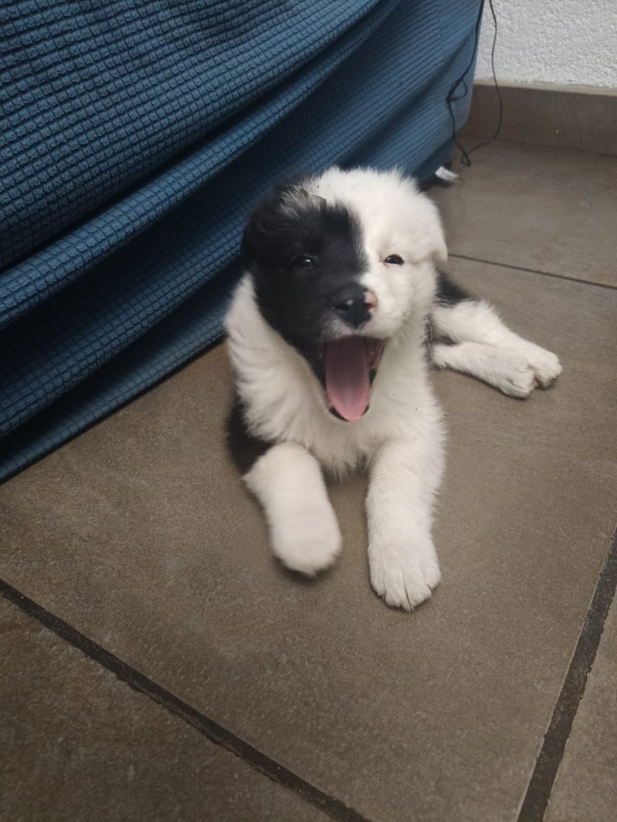 VIBRAmascotas's tweet photo. Amigos aún buscamos familia para esta nena 
Es importante que quiena adopte tenga espacio en casa , no departamentos, independientemente de que la saquen a pasear diario 
Que sepan que tiene mucha energía, que es cachorra y necesita atención y tiempo para educarla 
Tiene 3.5 meses de edad, será mediana , energía alta, se entrega vacunada desparasitada y esterilizada
Y recuerden que NO damos animalitos en zonas de alto abandono, los vecinos de esas zonas deben rescatar , no llevar más perritos. 
Si eres una persona activa , comprometida , responsable 
Manda wats 5548724347
#cdmx #adopcionResponsable