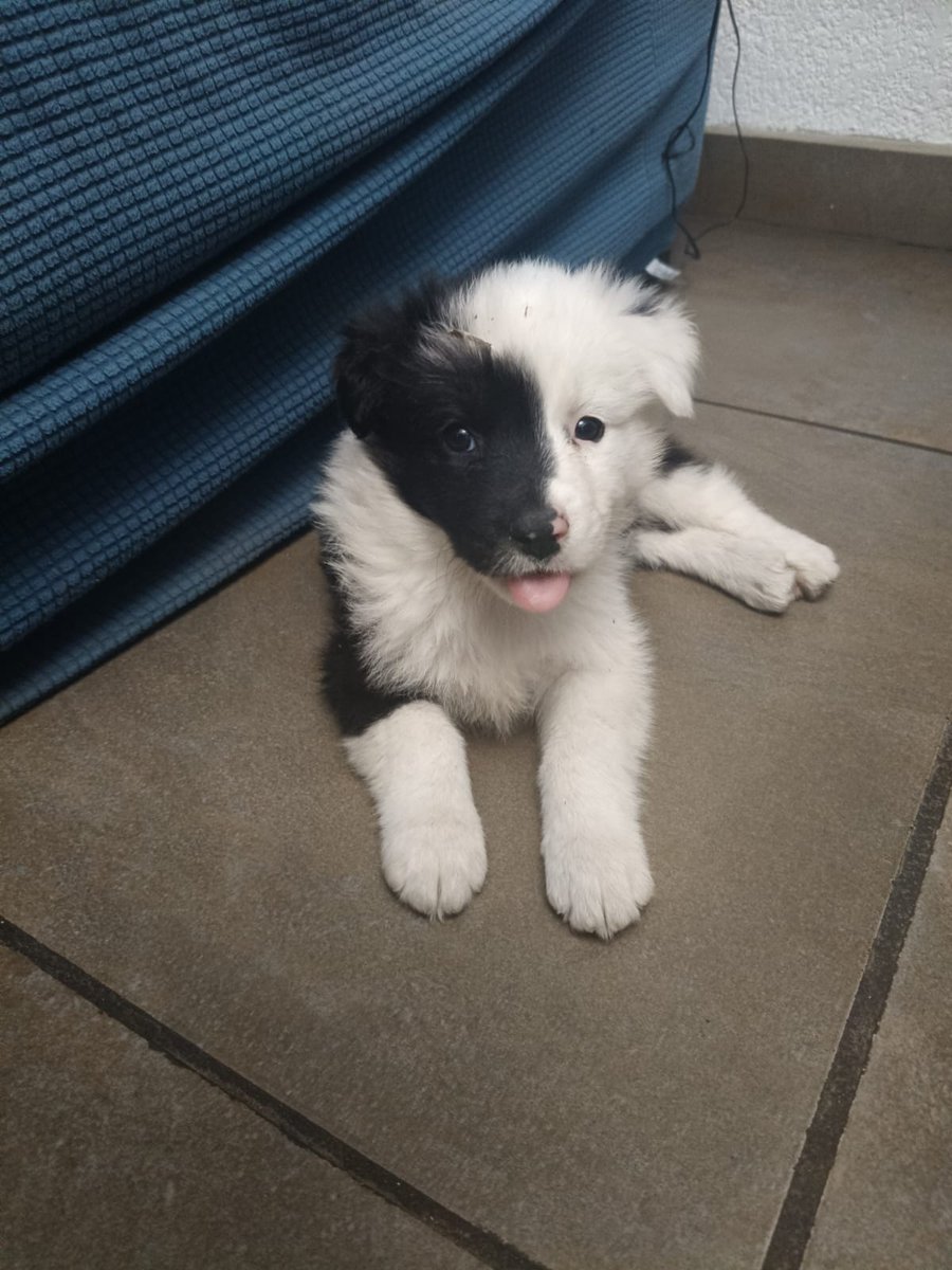 VIBRAmascotas's tweet photo. Amigos aún buscamos familia para esta nena 
Es importante que quiena adopte tenga espacio en casa , no departamentos, independientemente de que la saquen a pasear diario 
Que sepan que tiene mucha energía, que es cachorra y necesita atención y tiempo para educarla 
Tiene 3.5 meses de edad, será mediana , energía alta, se entrega vacunada desparasitada y esterilizada
Y recuerden que NO damos animalitos en zonas de alto abandono, los vecinos de esas zonas deben rescatar , no llevar más perritos. 
Si eres una persona activa , comprometida , responsable 
Manda wats 5548724347
#cdmx #adopcionResponsable