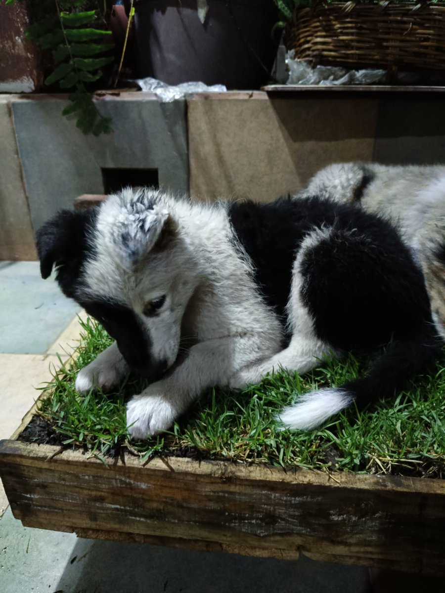VIBRAmascotas's tweet photo. Amigos aún buscamos familia para esta nena 
Es importante que quiena adopte tenga espacio en casa , no departamentos, independientemente de que la saquen a pasear diario 
Que sepan que tiene mucha energía, que es cachorra y necesita atención y tiempo para educarla 
Tiene 3.5 meses de edad, será mediana , energía alta, se entrega vacunada desparasitada y esterilizada
Y recuerden que NO damos animalitos en zonas de alto abandono, los vecinos de esas zonas deben rescatar , no llevar más perritos. 
Si eres una persona activa , comprometida , responsable 
Manda wats 5548724347
#cdmx #adopcionResponsable