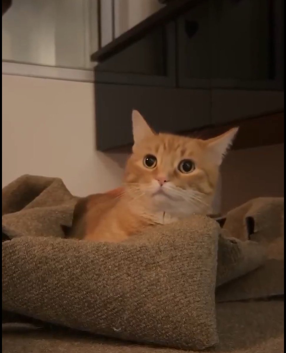 moist_irl's tweet photo. @postsofkittens Nam flashbacks https://t.co/ynNFZFEMgJ