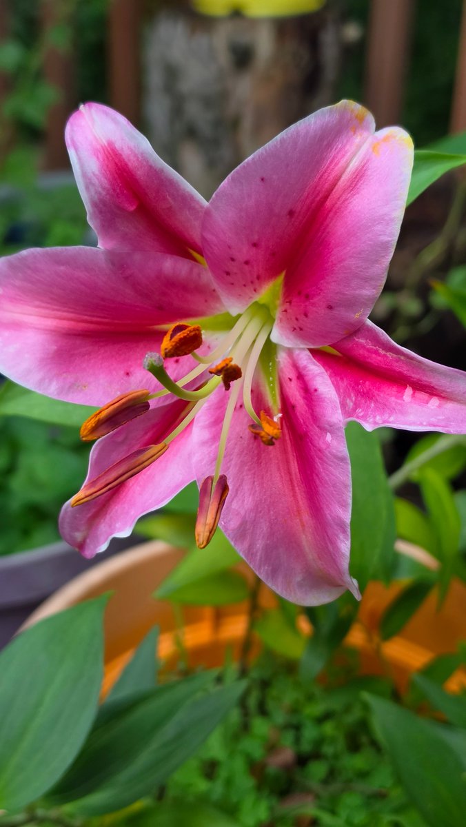 🦋 Lily🌶️ SLSL tweet media