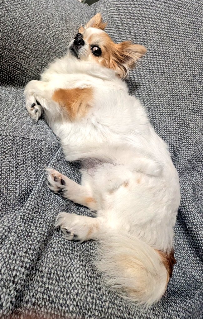 666uu_'s tweet photo. もちふわ https://t.co/7LdXDm26qj