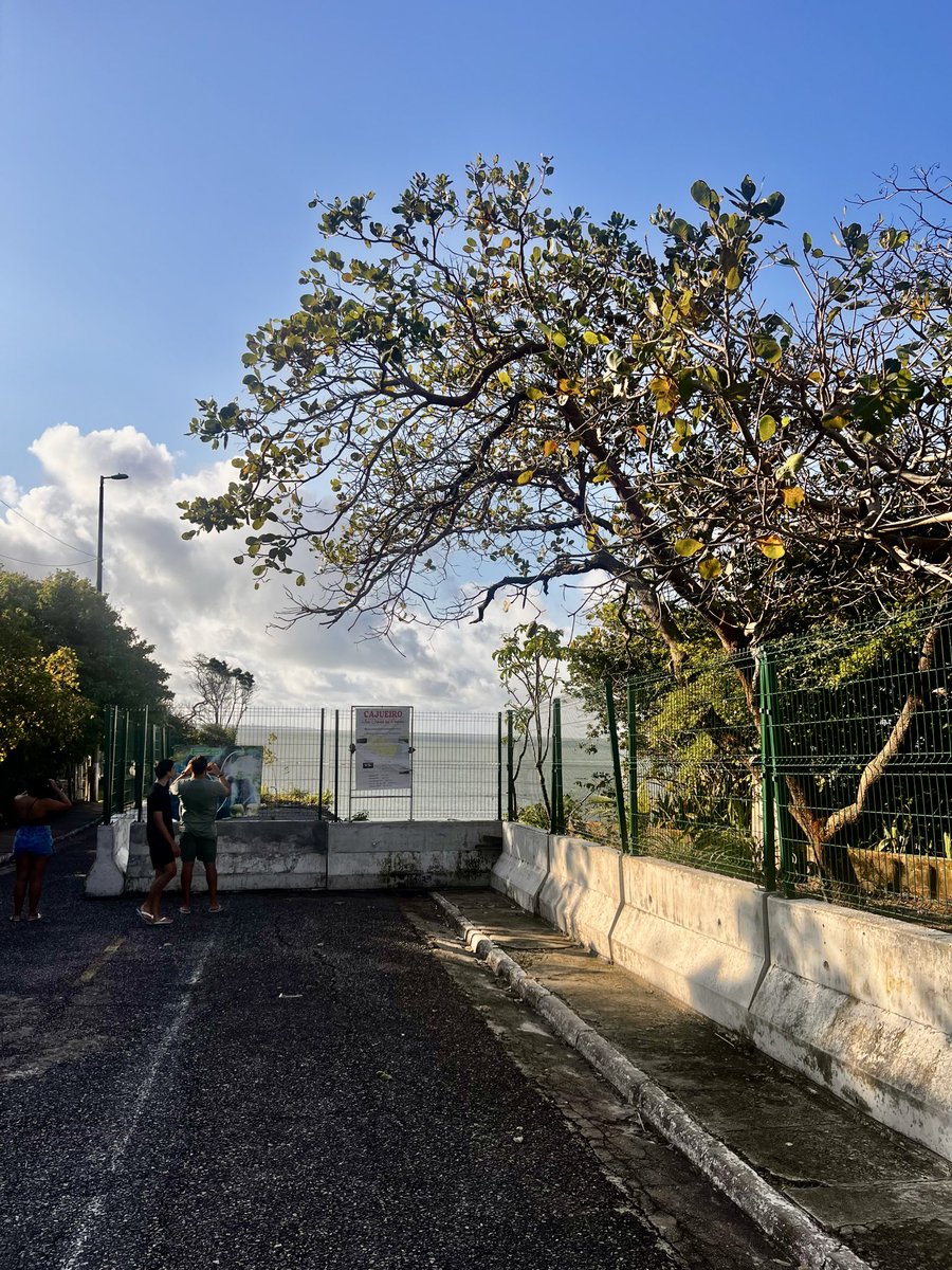 fitolima's tweet photo. No extremo leste do continente americano, o Mirante do Seixas oferece uma das vistas mais privilegiadas do litoral paraibano. O local abriga o Cajueiro Mais Oriental uma árvore simbólica que cresce à beira das falésias, marcando um dos pontos mais emblemáticos de João Pessoa. https://t.co/FqHCKrSpkm