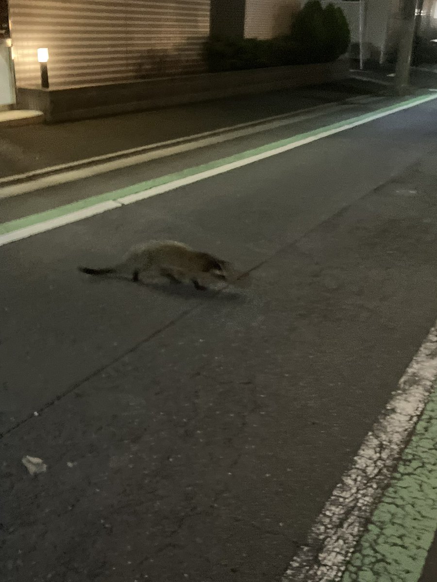 copy_ken773's tweet photo. 昨夜、野良のハクビシンが地元駅の近くうろついててびっくり🤷 https://t.co/sAyChvhwYX