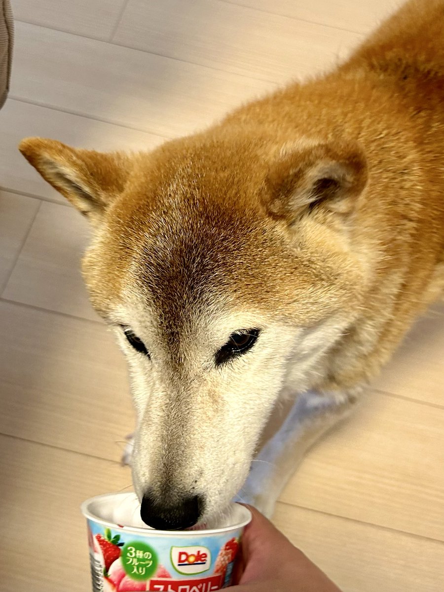 shibagin2012's tweet photo. マズルはどれだけ長いでしょうか？
これだけです🐶
#柴犬　#柴犬を崇めよ https://t.co/oTN47ePgUP
