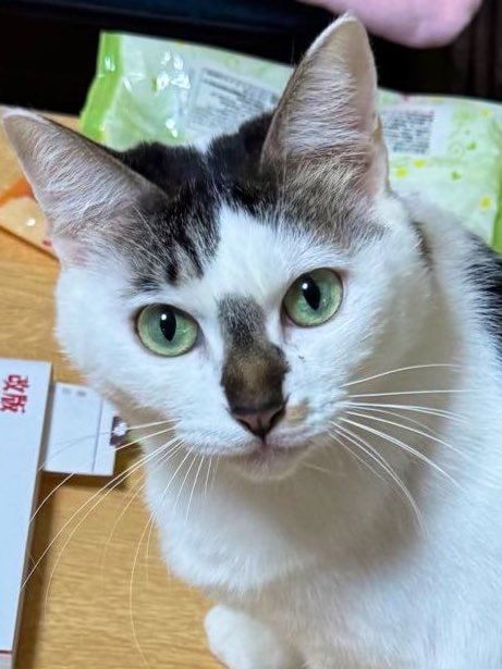 XRktJy1YSirGexr's tweet photo. おはようございます🥰🌸🍀
金曜日、晴れ☀️
夏本番‼️
今日も35度くらいになりそうです🥵💦

華金の方🌸ラストで頑張って💪☺️
関係なくお仕事の方も
皆さん良い一日を☺️🍀

今日もよろしくお願いします🐱🍊🥰
（ブチ子🐱）6歳 https://t.co/PlsvpGfg5N