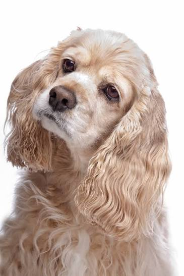 XTC_Marketing's tweet photo. @megnutt02 A Cocker Spaniel https://t.co/VZ5cq2x7Fw