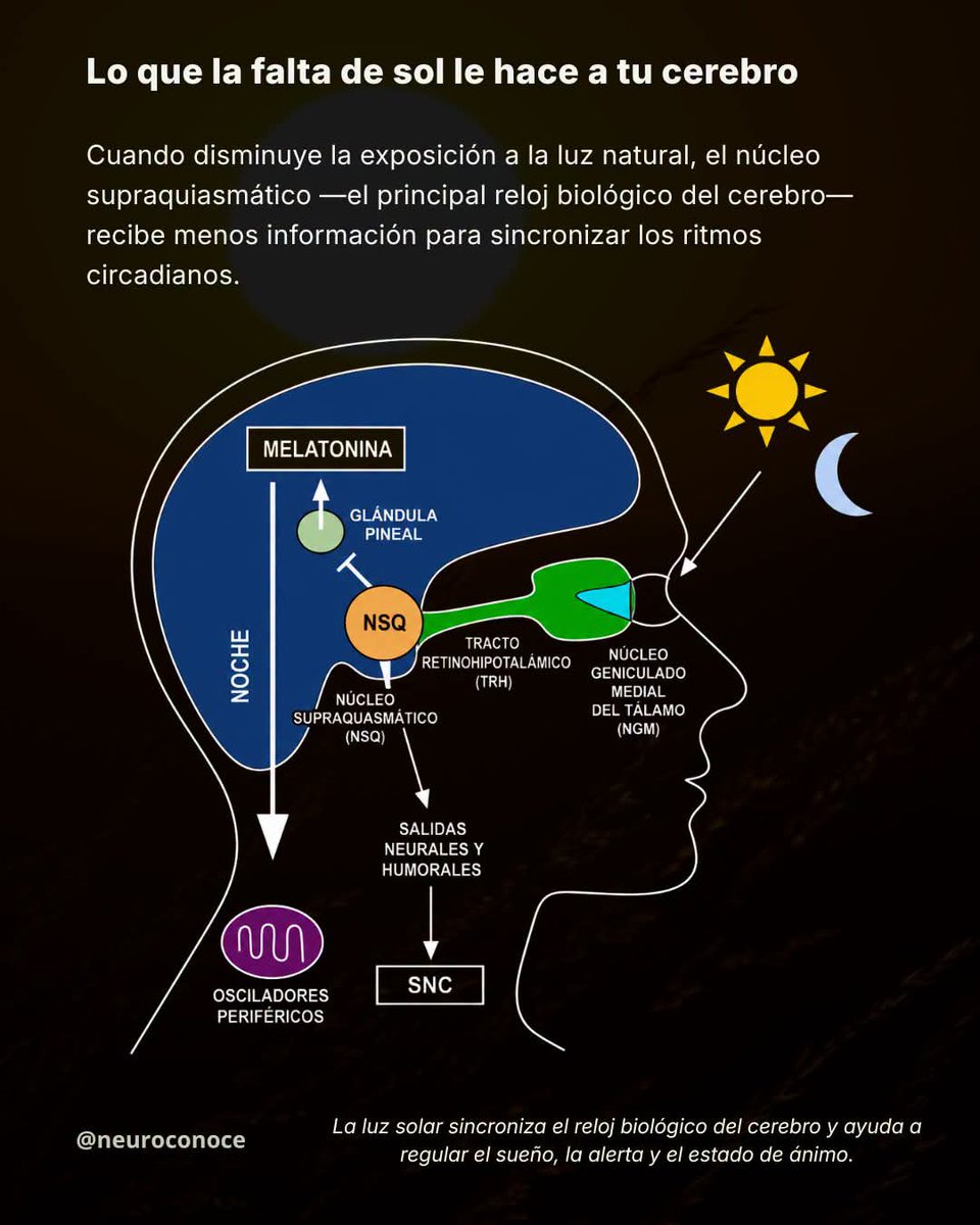 RebolledaGil's tweet photo. Lo que la falta de sol le hace a tu cerebro. La luz solar no solo ilumina el entorno: también actúa como una señal biológica esencial para el cerebro. Cuando disminuye la exposición a la luz natural, el núcleo supraquiasmático —el principal reloj biológico del cerebro— recibe 👇 https://t.co/D31VC24Ehg