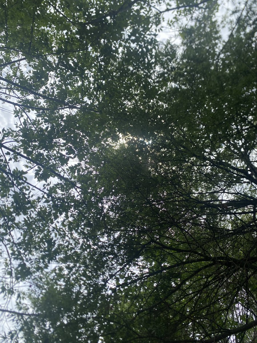 Syd64545526's tweet photo. sitting under a tree smoking thinking, best thing you can do https://t.co/iw0KV4ZT2D