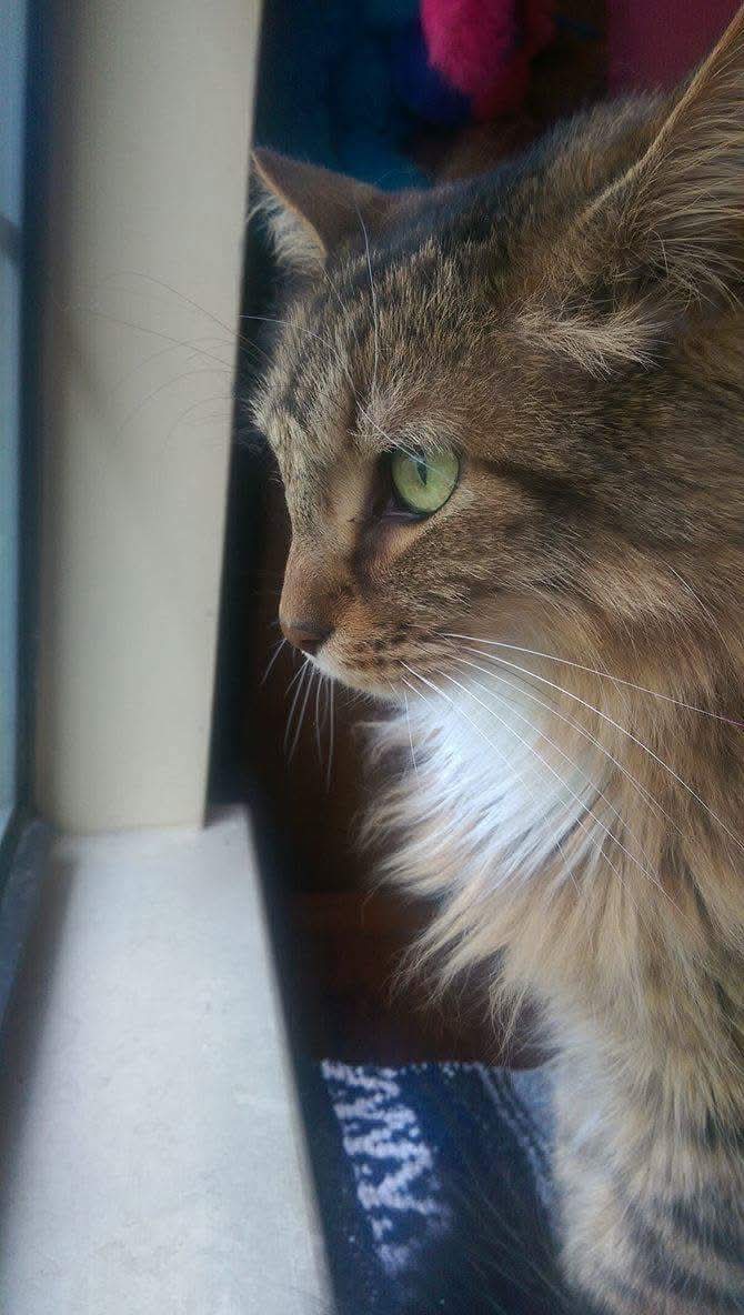 WhiteLadyEowyn's tweet photo. @OneNerdyOpinion These are 3 of the passed on "children" included in this whisker collection

Freyr the Maine coon, Gerda the one eyed warrior, Miss Kitty the creamsicle https://t.co/l6Kb9qFklO