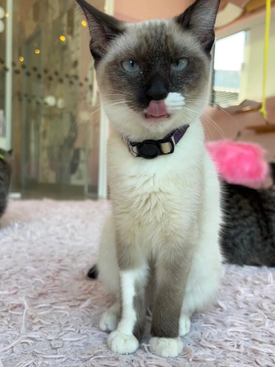 catlandrescue's tweet photo. Está tudo em casa! 👯‍♀️

Wind e Lake são irmãs e estão juntinhas lá no Ronron Cat Café esperando sua visita!

A mamãe delas, Joelly, vivia perambulando pela vizinhança. Tinha uma ninhada seguida da outra, quando conseguiram resgatá-la. E lá veio mais uma ninhada! https://t.co/4KQDx1nLz5