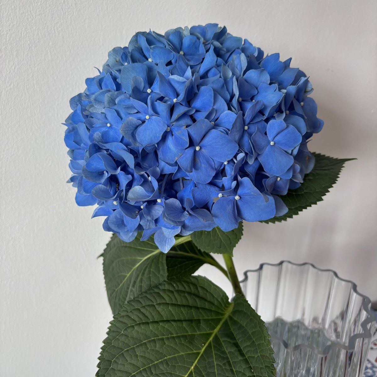 anythingOOO's tweet photo. Libertyでアジサイ(Hydrangea)をお迎え✨かわいい💙 https://t.co/TJj3B00mk8